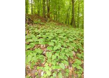 Zweiblatt-Schattenblümchen (Maianthemum bifolium) - © Philipp Sengl